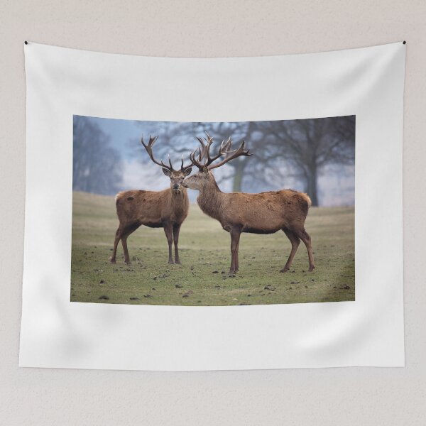 Item preview, Two Red Deer Stags designed and sold by clint hudson.