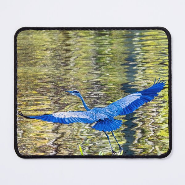 Item preview, Great Blue Heron Full Dramatic Wingspan designed and sold by ShorelineImages.