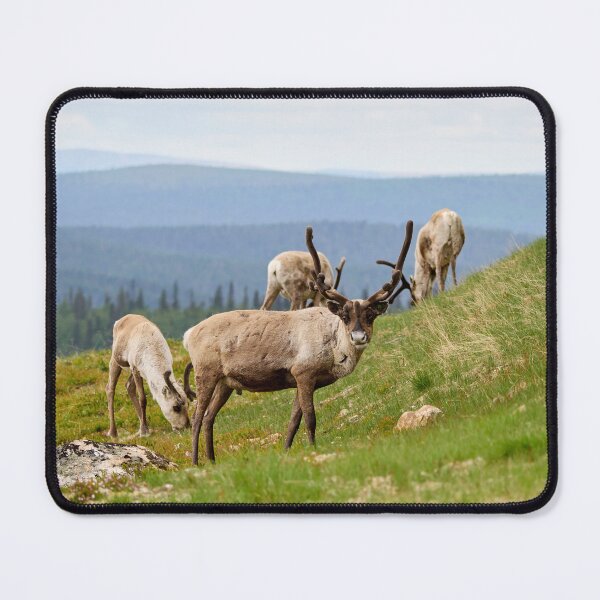Item preview, Quess who has been out all night. Reindeer designed and sold by Jouko Lehto Photography.