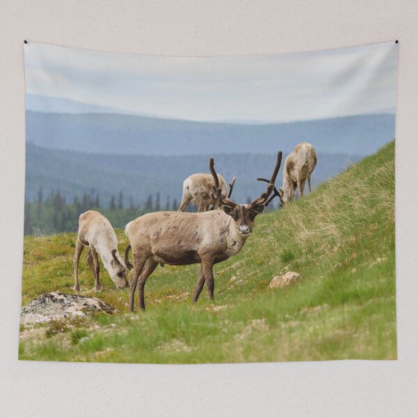 Item preview, Quess who has been out all night. Reindeer designed and sold by Jouko Lehto Photography.