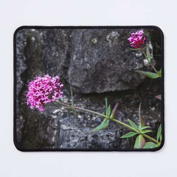 Item preview, Red valerian flowers designed and sold by jasminewang.