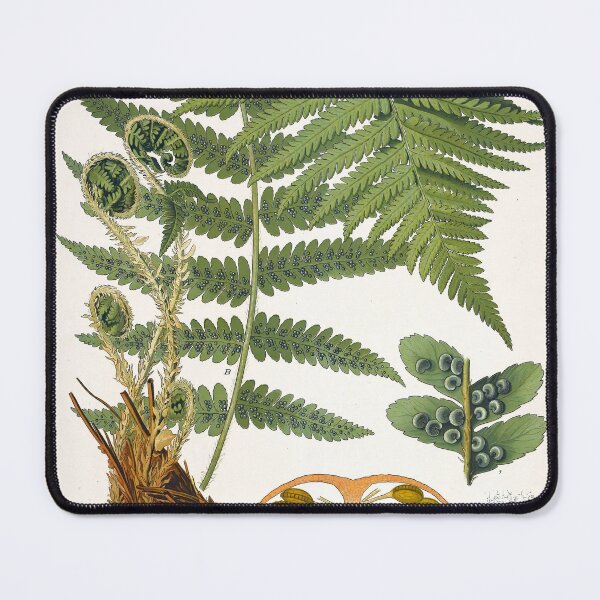 Item preview, Fern, Botanical Print, Dryopteris Filix-Mas,Green Fern Poster designed and sold by Artistic Gift Print.