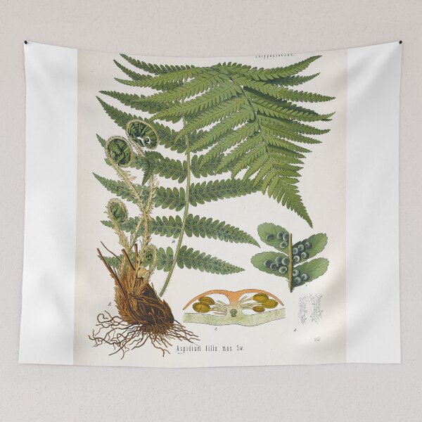 Item preview, Fern, Botanical Print, Dryopteris Filix-Mas,Green Fern Poster designed and sold by Artistic Gift Print.