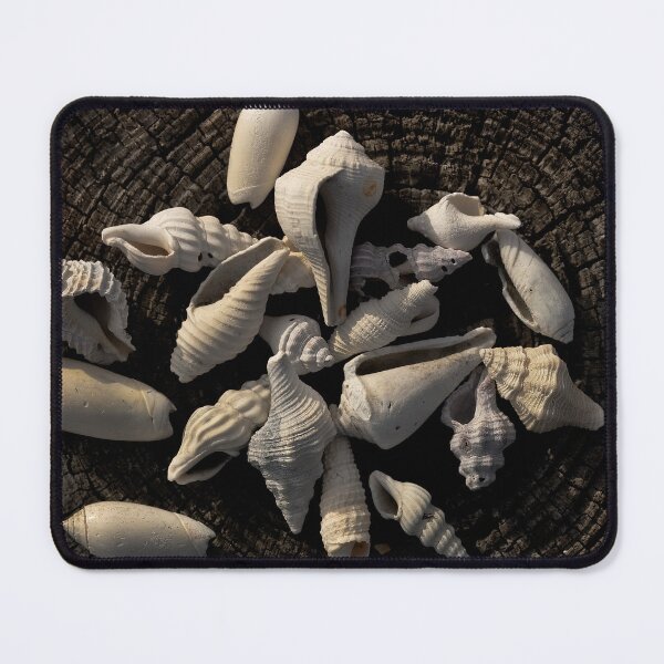 Item preview, Seashells designed and sold by Jeffrey Mask.