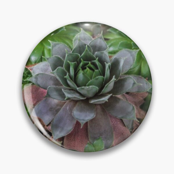 Item preview, Echeveria designed and sold by heatherfriedman.