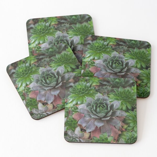 Item preview, Echeveria designed and sold by heatherfriedman.