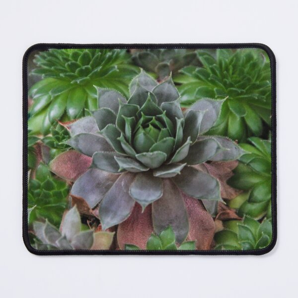 Item preview, Echeveria designed and sold by heatherfriedman.