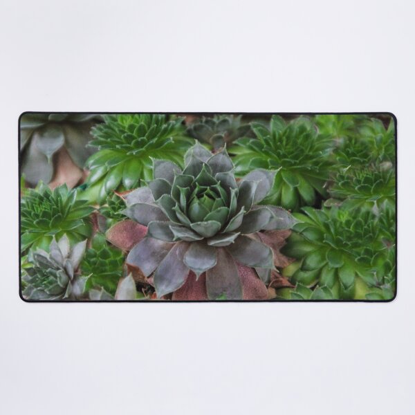 Item preview, Echeveria designed and sold by heatherfriedman.