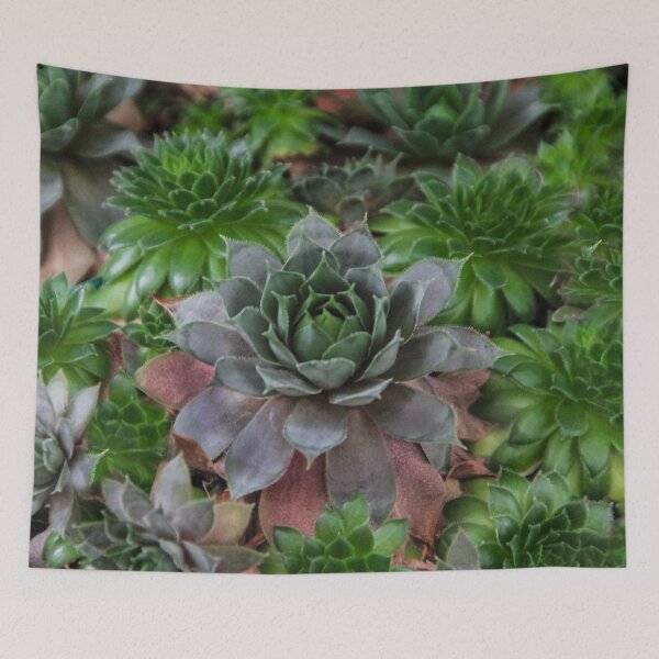 Item preview, Echeveria designed and sold by heatherfriedman.