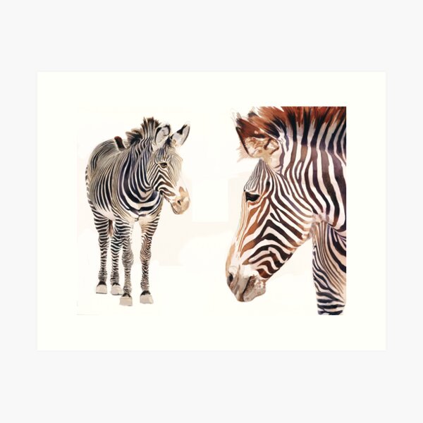 "Zebra Pair" Watercolor Wildlife Art Art Print
