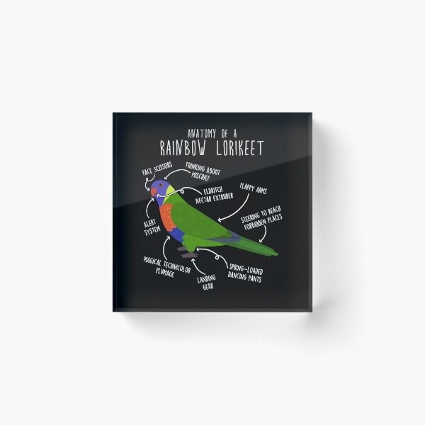 Item preview, Rainbow Lorikeet Parrot Anatomy designed and sold by Clara Hollins.