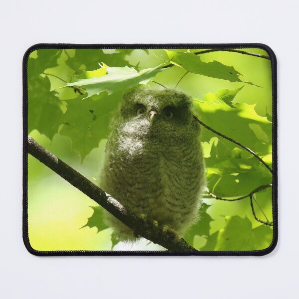 Item preview, Screech owlet designed and sold by locustgirl.