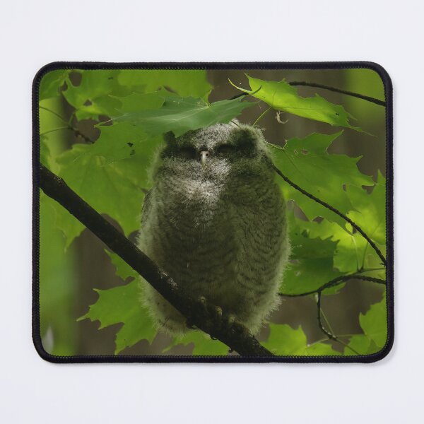 Item preview, Sleepy screech owlet designed and sold by locustgirl.