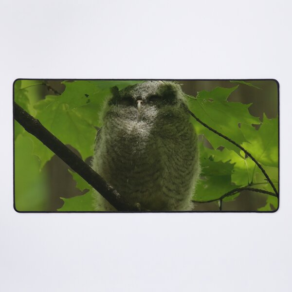 Item preview, Sleepy screech owlet designed and sold by locustgirl.