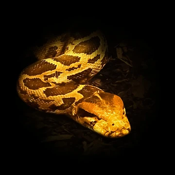 Artwork thumbnail, Python by Guardi71