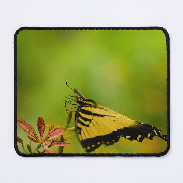 Item preview, Eastern Swallowtail Butterfly designed and sold by MercerImages.