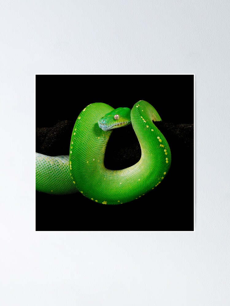 Gruner Baumpython Morelia Viridis Poster Von Shannonplummer Redbubble