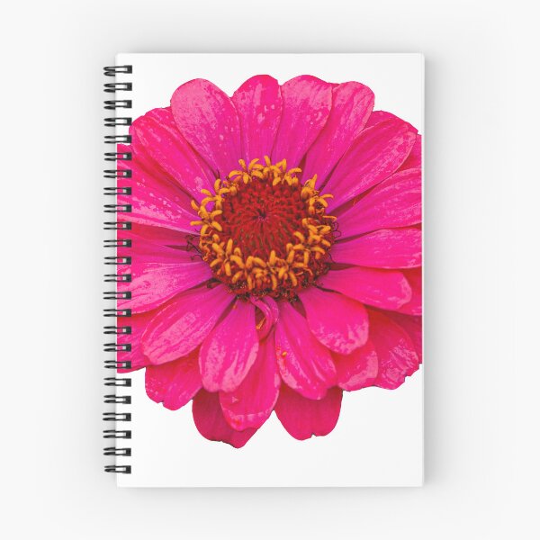 Item preview, Pink Osteospermum flower designed and sold by Dalyndigital Photography.