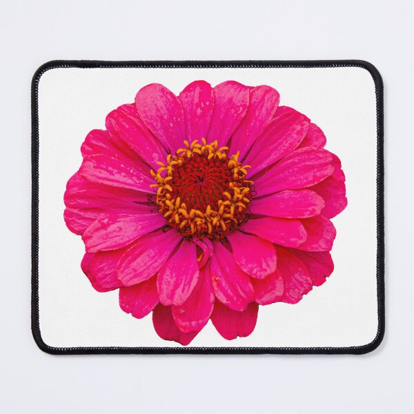 Item preview, Pink Osteospermum flower designed and sold by Dalyndigital Photography.