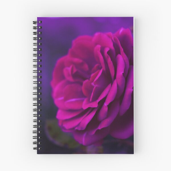 Item preview, Pink garden rose with a purple vibe designed and sold by Layla Reim.