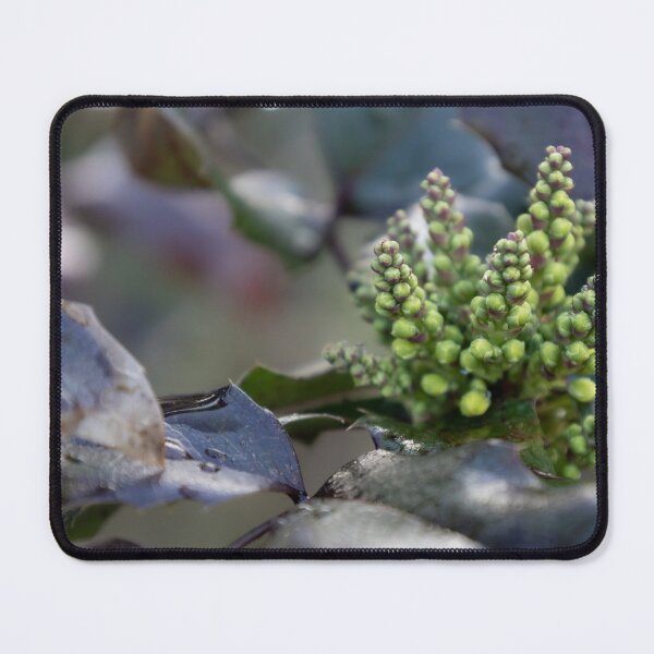 Item preview, Holly-leaved Barberry designed and sold by Calidris Fotografie Steffi & Ben Köppler.