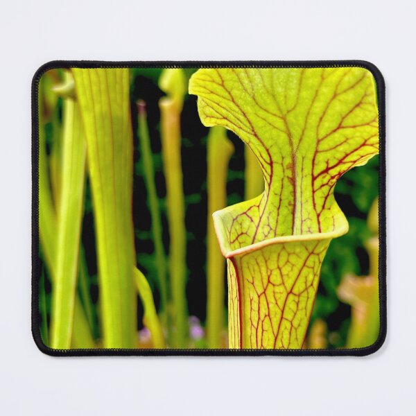 Item preview, Pitcher plant in the poison gardens  designed and sold by Amanda  Hernandez.