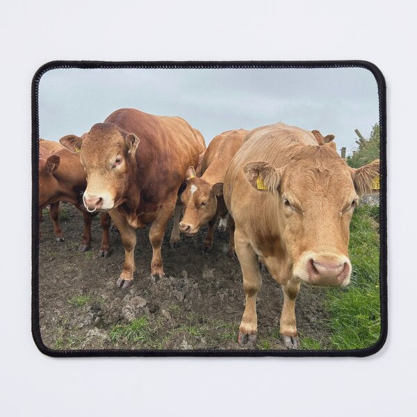 Item preview, Cattle at the cliffs of Moher Ireland designed and sold by Amanda Hernandez.