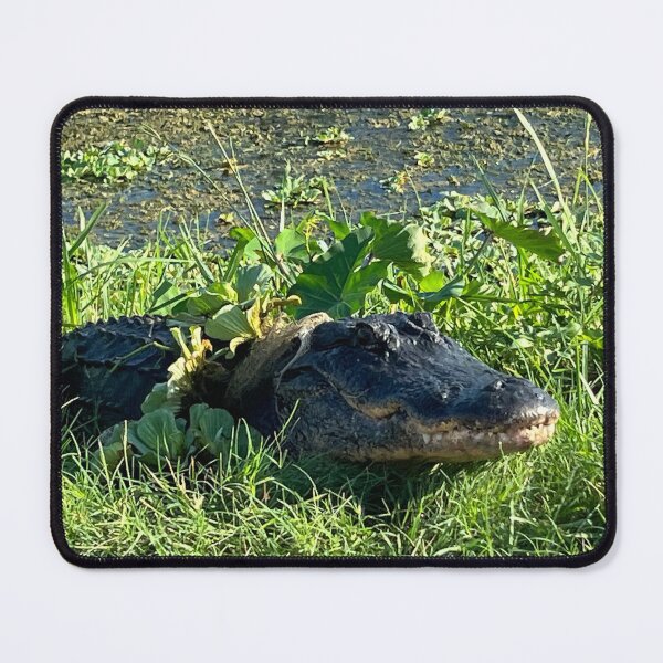 Item preview, Florida Gator- Up Close and Personal! designed and sold by NatureBoy65.