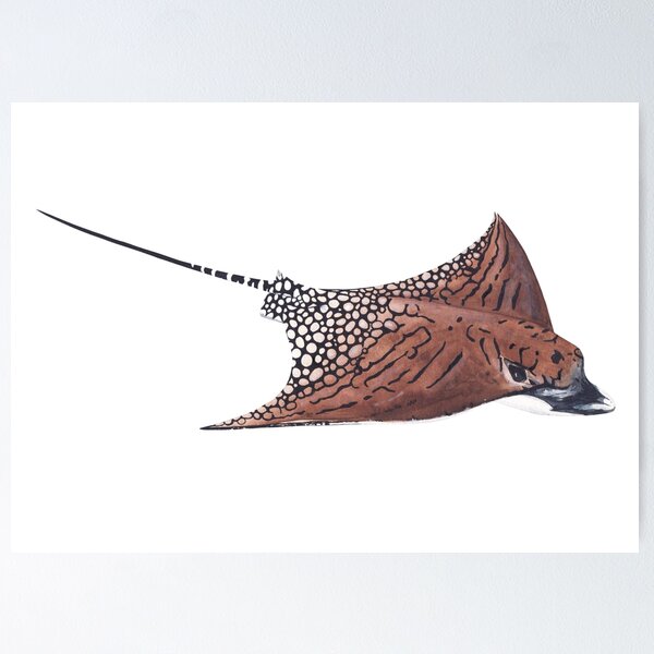 Item preview, ORNATE EAGLE RAY 2-Aetomylaeus vespertilio designed and sold by BEATRIZ ABAITUA.