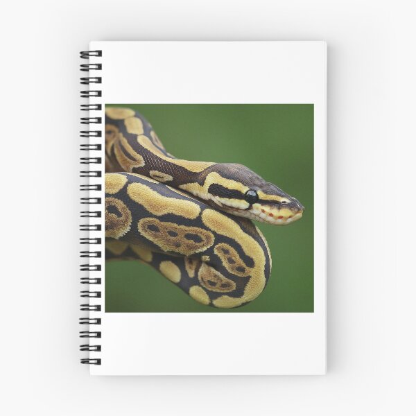 Item preview, Ball Python Linda mascota Diseño raro designed and sold by Daryled.