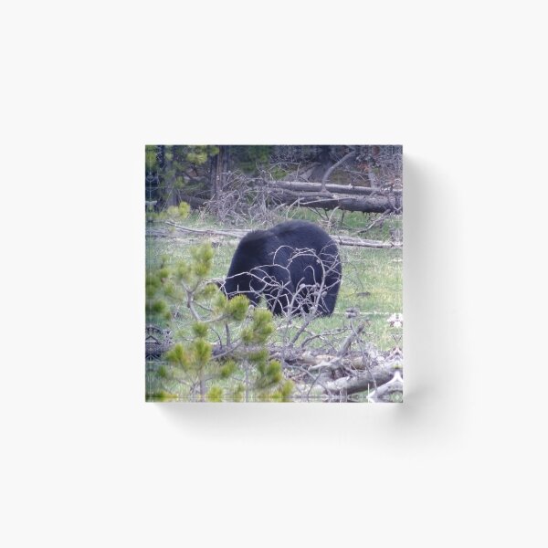 Item preview, Black Bear Back designed and sold by Rorymacve.