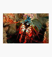 Temperamental Photographic Print