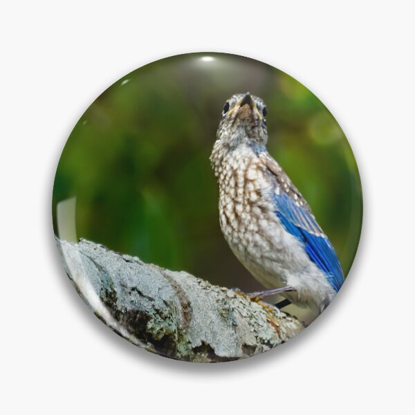Item preview, Female Eastern Bluebird Portrait designed and sold by Kay Brewer.