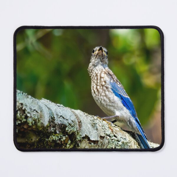 Item preview, Female Eastern Bluebird Portrait designed and sold by Kay Brewer.