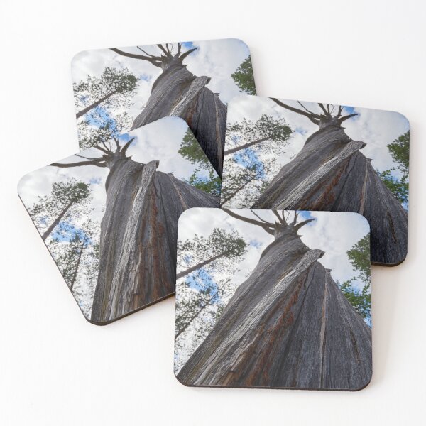 Item preview, Still standing but without any bark designed and sold by Jouko Lehto Photography.