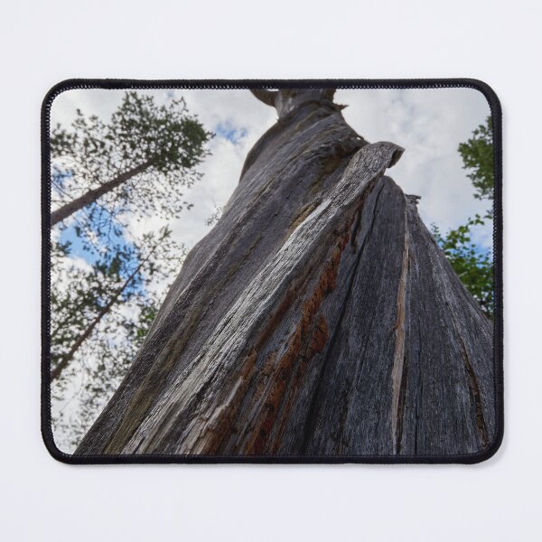 Item preview, Still standing but without any bark designed and sold by Jouko Lehto Photography.