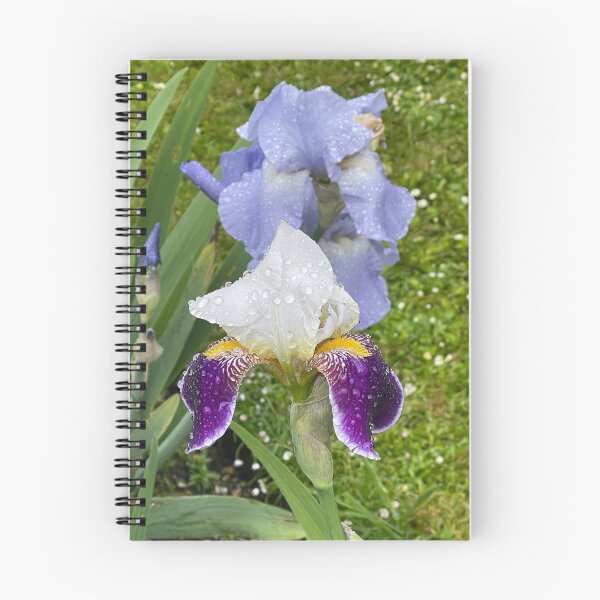 Aperçu de l'œuvre Iris barbu créée et vendue par Alison Crowe.