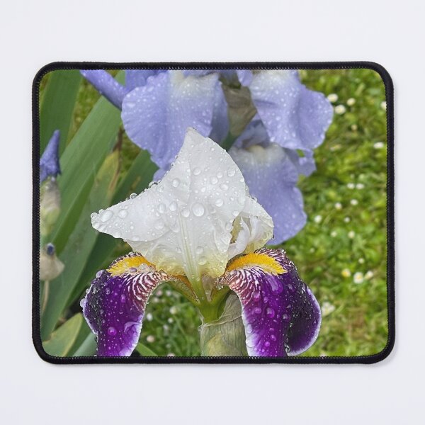 Item preview, Bearded Iris designed and sold by Alison Crowe.