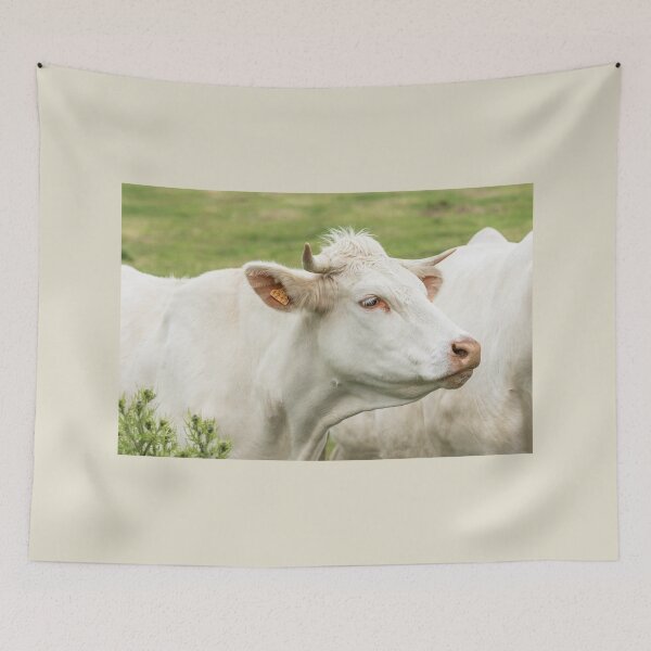 Item preview, Charolais Cow III designed and sold by Jane Stanley Photography.