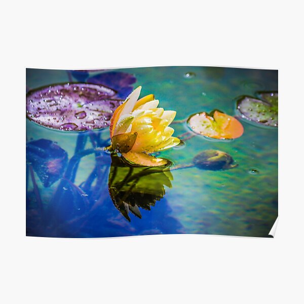 Water lily Poster