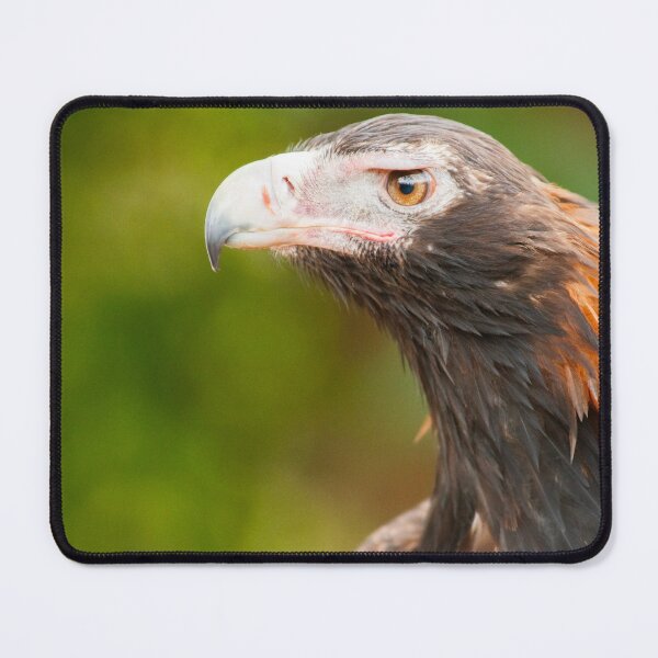 Item preview, Wedge-tailed Eagle designed and sold by robdanimalphotography.