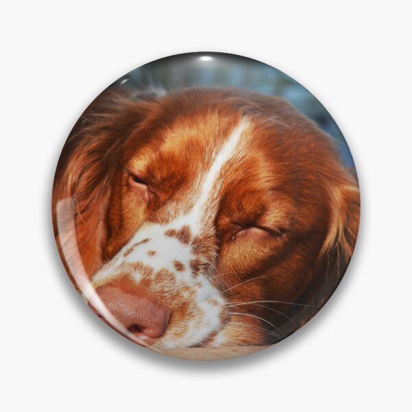 Artikelvorschau, Schläfriger Sprocker Spaniel Hundefotografie entworfen und verkauft von ThePhotograph03.