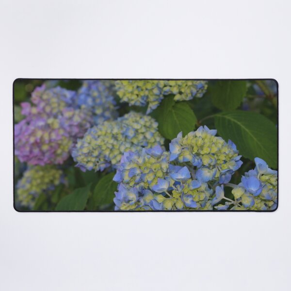 Item preview, Blue and Pink Hydrangeas designed and sold by JakeDittmer.