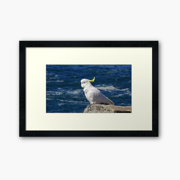 Sulphur-crested Cockatoo Framed Art Print