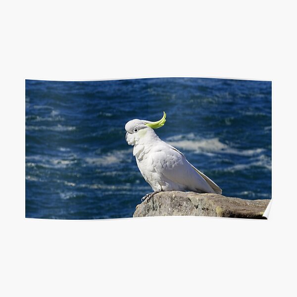 Sulphur-crested Cockatoo Poster