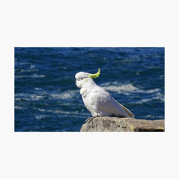 Sulphur-crested Cockatoo Photographic Print