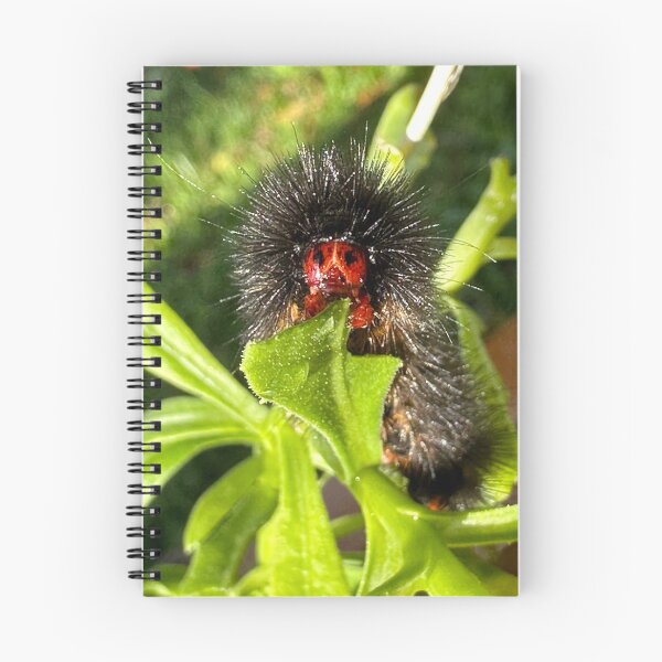 Item preview, Cute Black Hairy Caterpillar designed and sold by Maria Veleva.