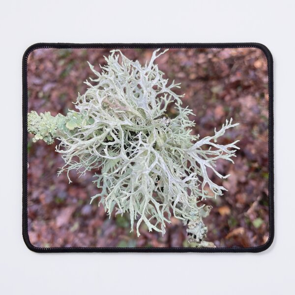 Item preview, Oak Moss designed and sold by Alison Crowe.