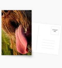 Brown Roan Italian Spinone Dog Head Shot Postcards