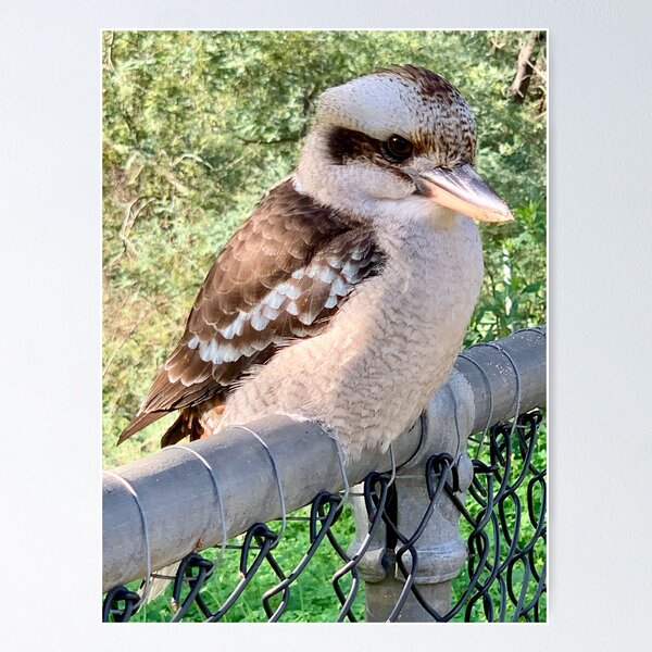 Item preview, Kookaburra on a fence designed and sold by Maria Veleva.